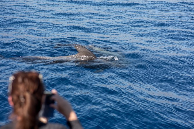 Royal Delfin - 2Hour Sustainable Dolphin & Whale Watching Mini Cruise - Tour Highlights