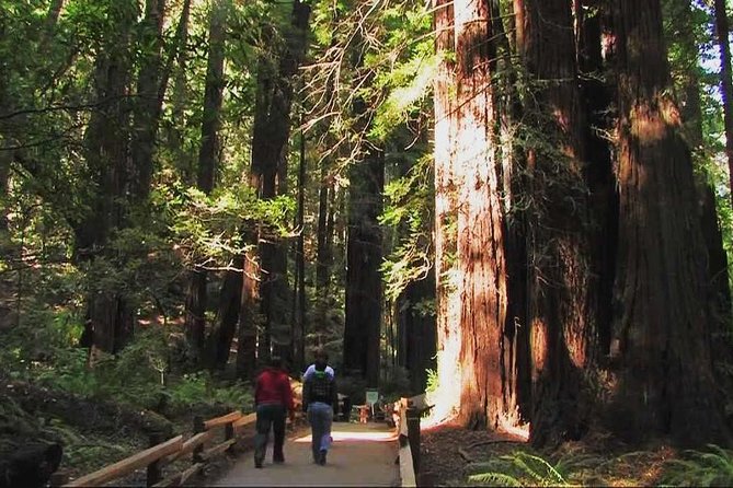 Small-Group Half Day Muir Woods and Sausalito Morning Tour - Traveler Reviews