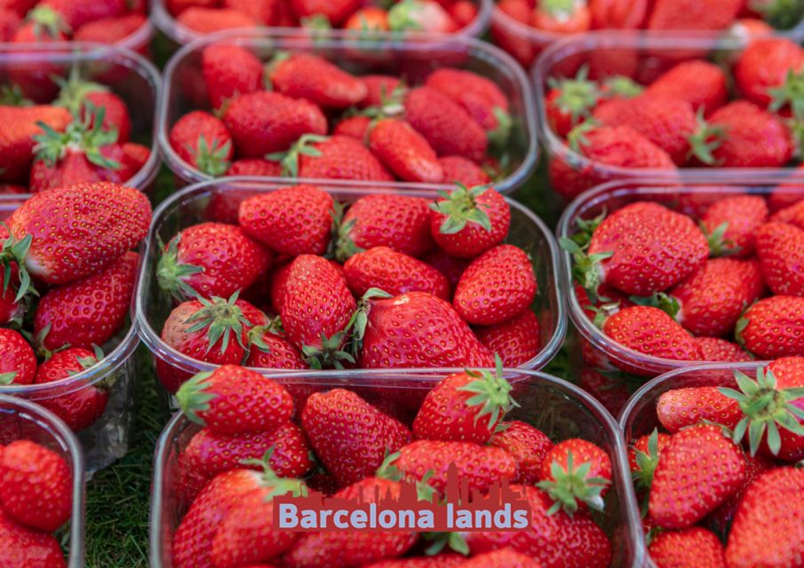 Strawberries and Beers Tour in Maresme - Activity Details