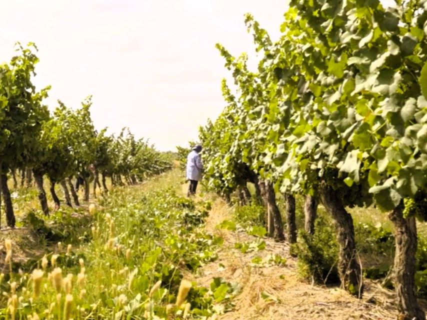 Tagus River & Ancient Production: Olive Oil, Wine and Horses - Equestrian Heritage in Golegã