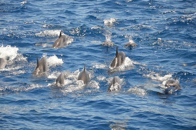Tenerife: Whale and Dolphin Watching - Customer Feedback