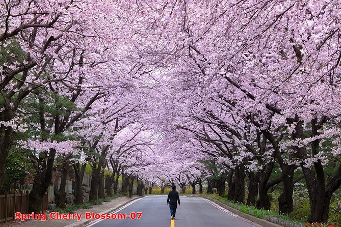 The Beauty of the Korea Cherry Blossom Discover 11days 10nights - Pricing and Payment Options
