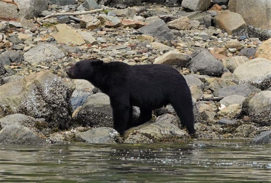 Vancouver Island: Spring Bears and Whales Full-Day Tour - Inclusions