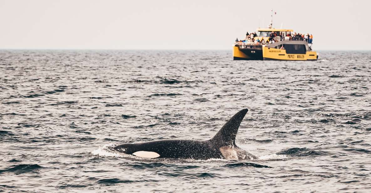 Victoria: Whale Watching Cruise by Covered Boat - Inclusions