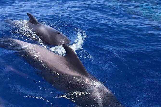 Whale and Dolphin Watching Yacht Trip in Puerto Colon - Cancellation Policy