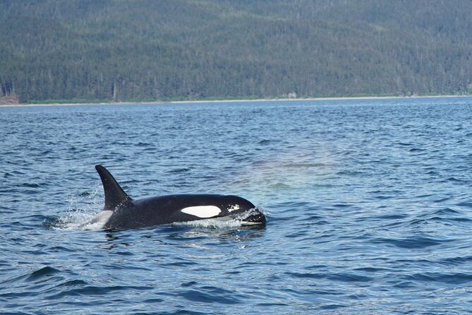 Whale-Watching, Icy Point, Hoonah , Whales, Orca, Killer-Whales. - Customer Reviews and Satisfaction