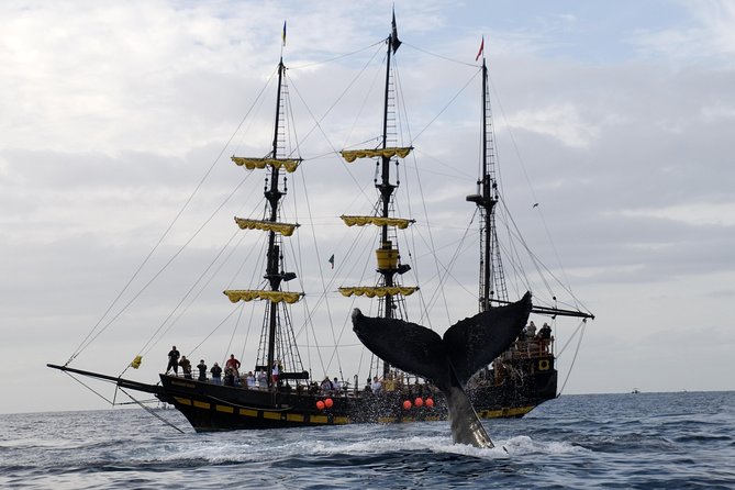 Whale-Watching Pirate Ship Cruise in Los Cabos - Product Information