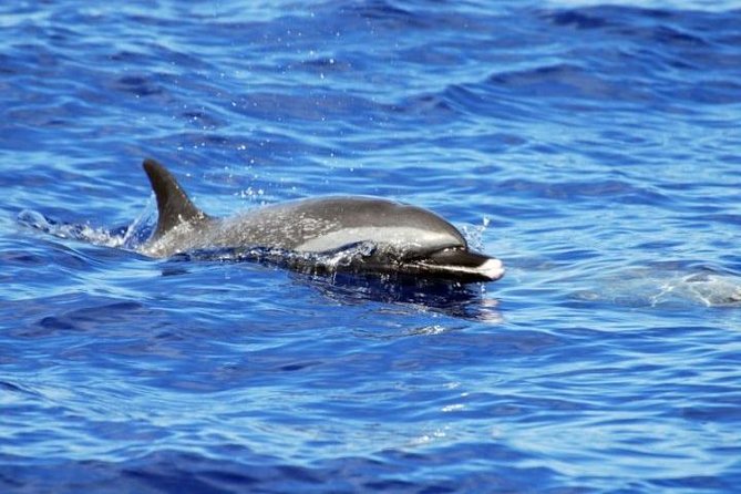 Wild Dolphin Watching and Snorkel Safari off West Coast of Oahu - Logistics and Meeting Info