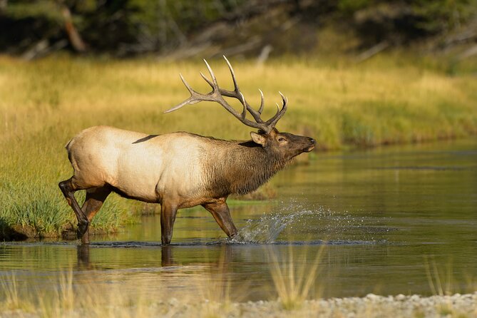 Wildlife on the Bow Big Canoe Tour in Banff National Park - Tour Logistics