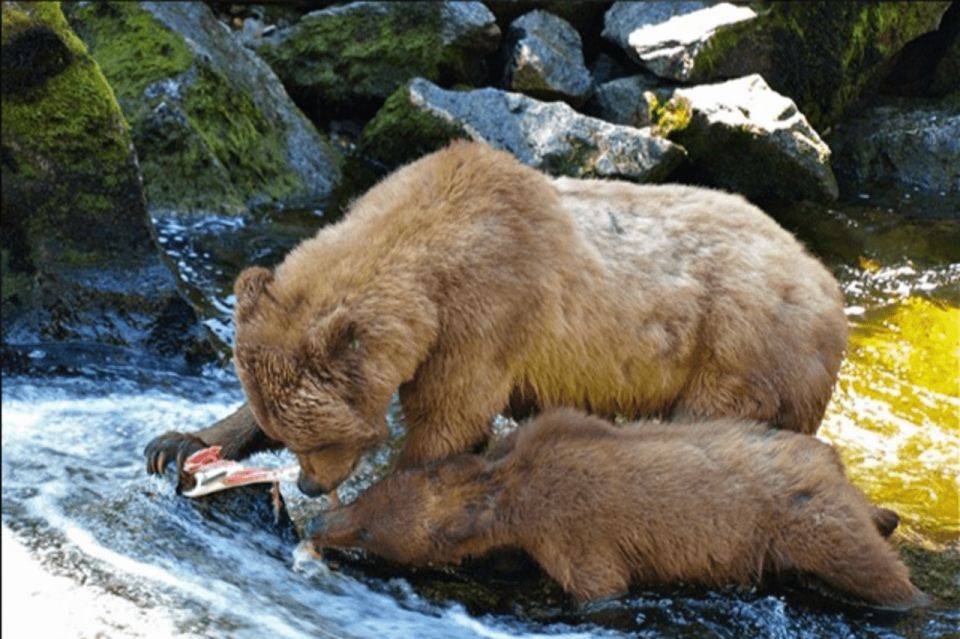 Wrangell: Anan Bear and Wildlife Viewing Adventure - Requirements and Recommendations