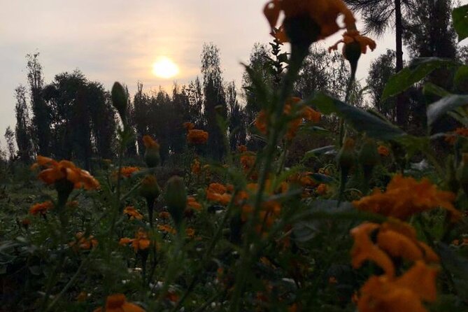 Xochimilco Sunrise From Mexico - Traveler Reviews