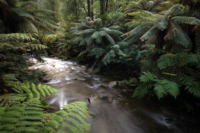 3 Hour Rainforest Walking Tour in Badger Creek - Meeting Point and Schedule
