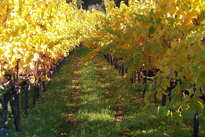 6 Hour Napa or Sonoma Valley Wine Tour by Private SUV - Customer Testimonials