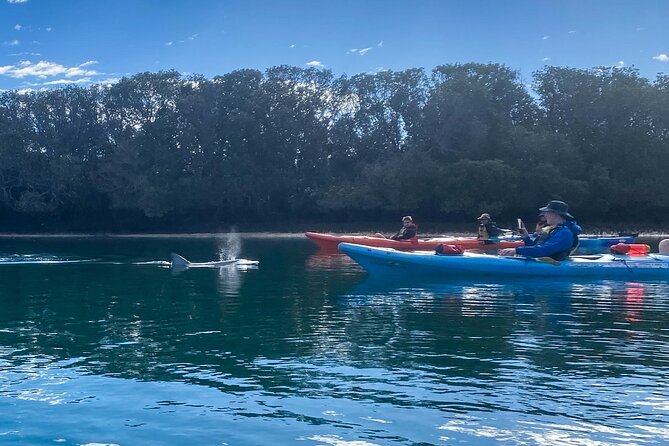Adelaide Dolphin Sanctuary and Ships Graveyard Kayak Tour - Dolphin Watching and Conservation