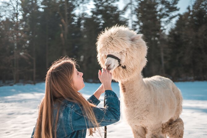 Alpaca World & Nami Island & Garden of Morning Calm One Day Tour - What to Expect on This Tour