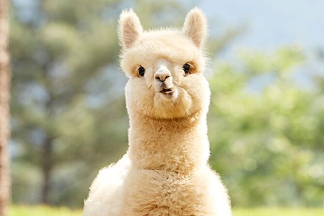 Alpaca World With Gangchon Rail Park One Day Tour - Physical Demands and Precautions