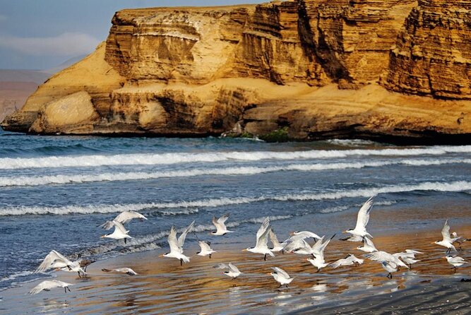 Ballestas Islands & National Reserve of Paracas From Ica - Traveler Experience and Reviews
