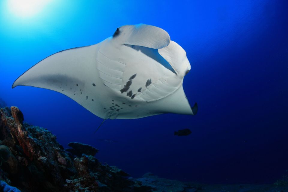Big Island: Snorkel With Manta Rays - Manta Guarantee - Directions