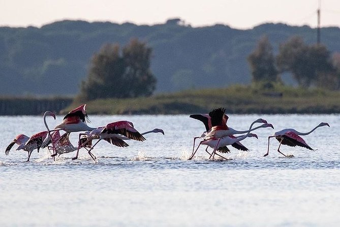Birdwatching by Boat in a Small Group in the Pialassa Baiona - Booking and Confirmation Details
