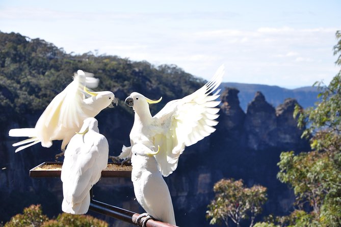 Blue Mountains Small-Group Tour From Sydney With Scenic World,Sydney Zoo & Ferry - Sydney Zoo Adventure