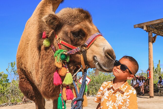 Boat Ride to the Arch and Beach Camel Ride in Cabo San Lucas Shared Tour - Customer Reviews