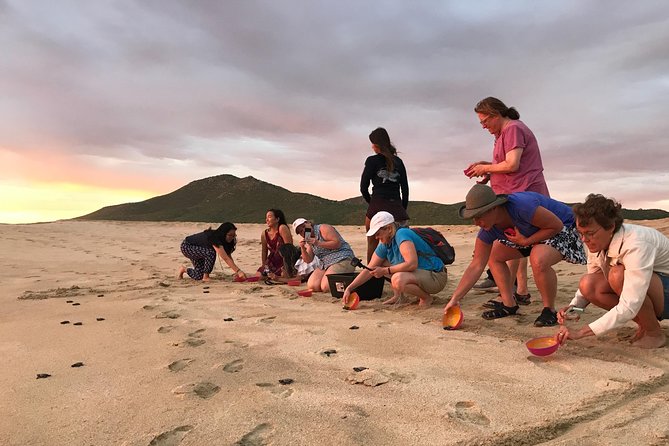 Cabo Sea Turtles Release With Marine Biologist  - Cabo San Lucas - Customer Feedback