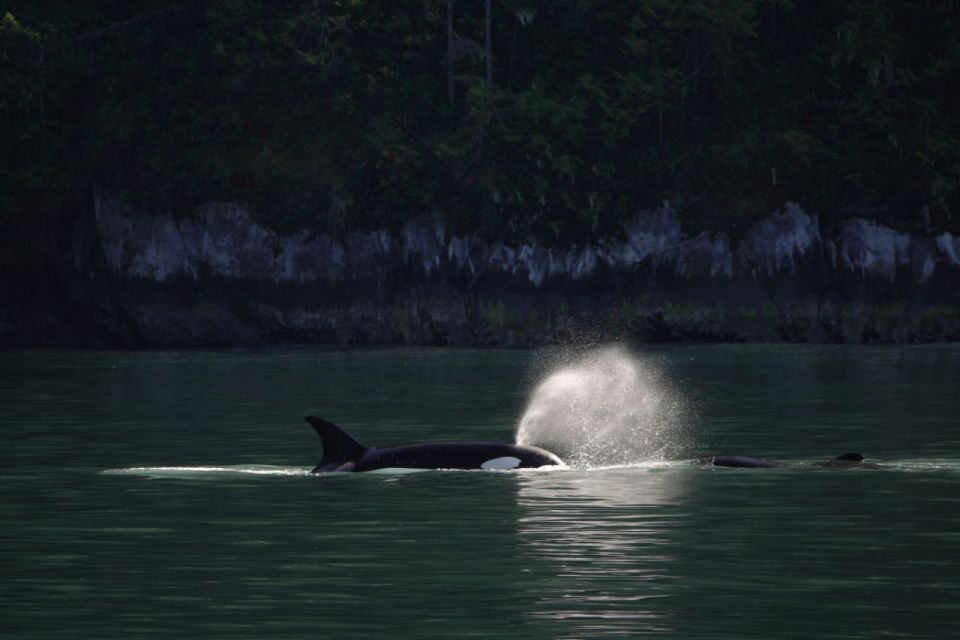Campbell River: Whale & Wildlife Discovery Cruise - Wildlife Encounter
