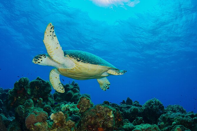 Cozumel Dive Package - Certified Divers From the Riviera Maya (4 Dives) - Dive Package Inclusions