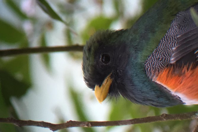 Curi Cancha Birding Tour With Esteban Daily Guided Tours - What to Expect