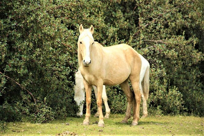 Cusco Horseback Riding Group Tour - Areas for Improvement and Suggestions