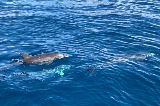 Dolphin Searching Tour in Puerto De Mogán (Keeper UNO Boat) - Common questions