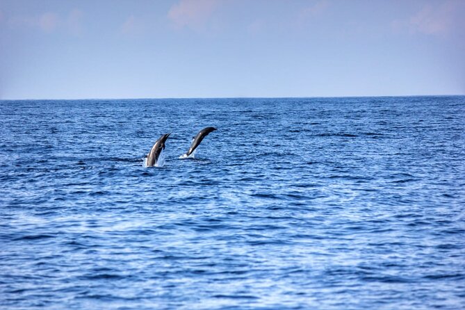 Dolphin Watching in Puerto Escondido - Helpful Reviews