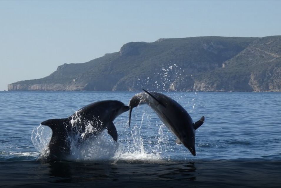 Dolphin Watching in the Wild - Half Day Private Tour - Additional Information