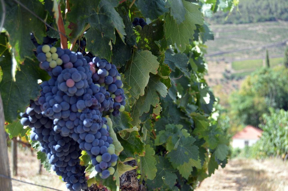 Douro Valley Private Tour From Braga: Lunch & Wine Tour - Inclusions