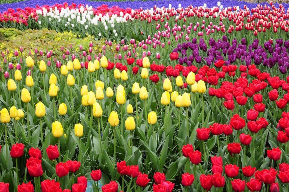 From Amsterdam: Private Tour to Keukenhof & Giethoorn - Booking Information