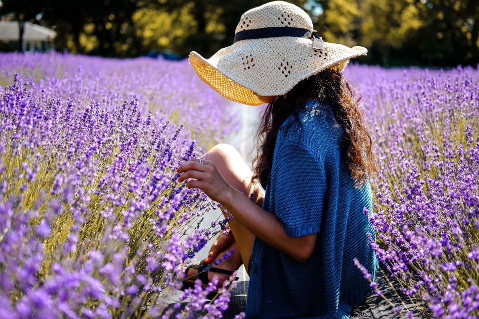 From Avignon: Lavender Fields & Luberon Village Guided Tour - Important Information
