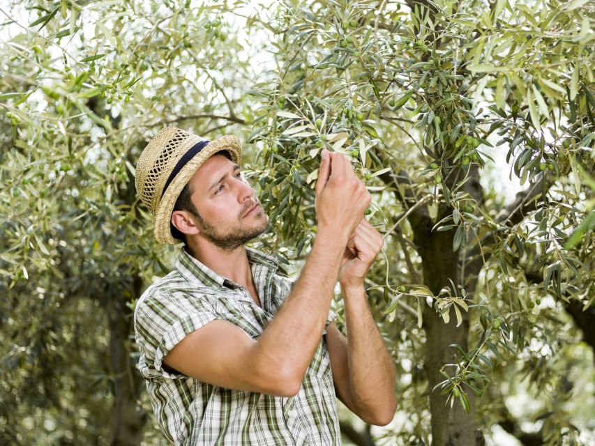 From Faro: Private Olive Oil Mill Tour With Tasting & Lunch - Booking Information