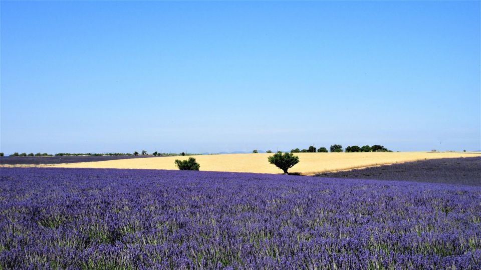 From Marseille: Valensole Lavenders Tour From Cruise Port - Customer Reviews