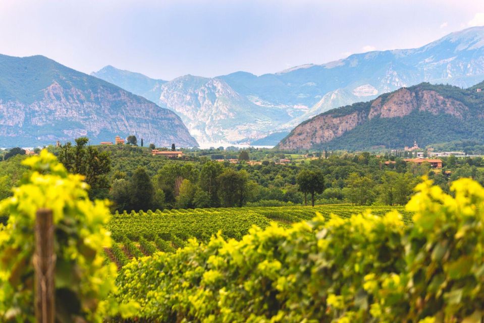 From Milan: Lake Iseo, Bergamo & Franciacorta Wine Tour - Wine Tour Experience