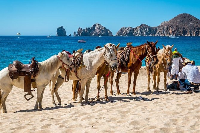 Horseback Riding on The Beach and Through The Desert! - Customer Reviews
