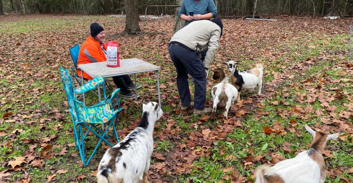 Houston: Adorable Mini Goats Experience E - Image Gallery