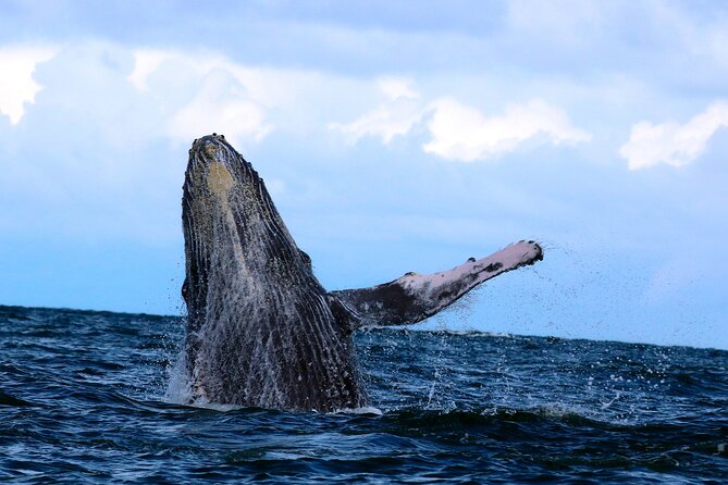 Humpback Whale Watching in Bahia Málaga Colombia - Tour Package Inclusions