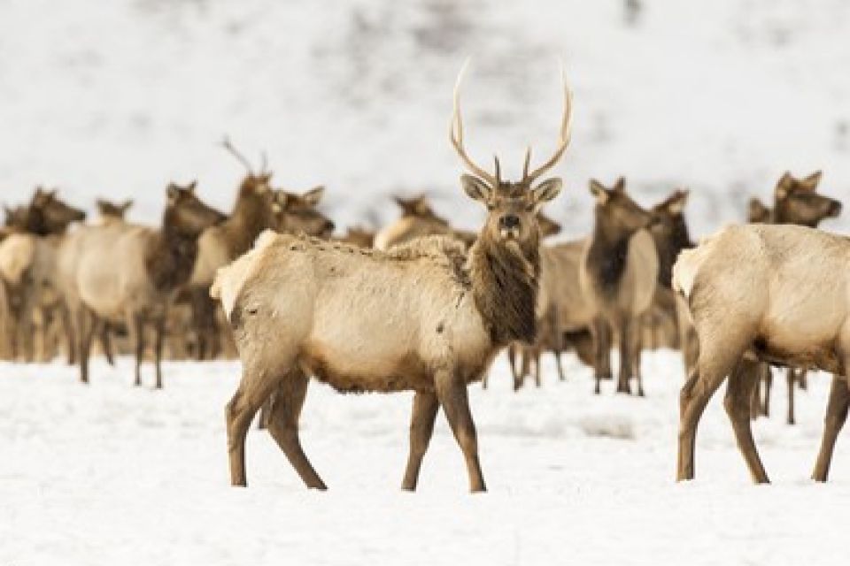 Jackson: Grand Teton and National Elk Refuge Winter Day Trip - Sleigh Ride Experience