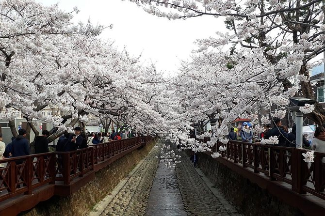 Jinhae Cherry Blossom and Busan Sunrise Tour From Seoul - Booking and Cancellation