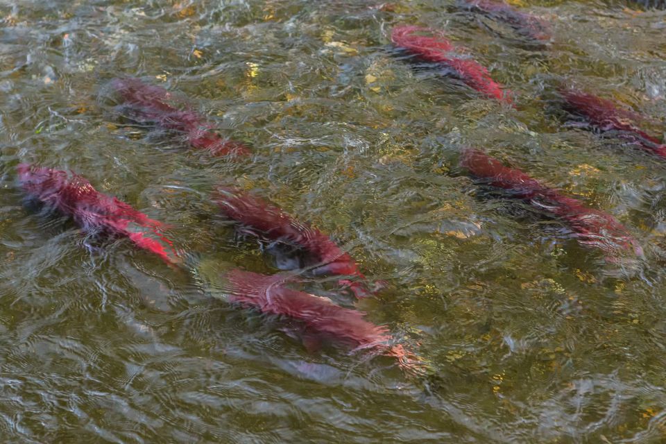 Kelowna: Mission Creek Salmon Run Audio Tour by E-Bike - Restrictions and Requirements