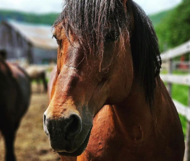 La Vallée: a Charming Introduction to Horseback Riding - Common questions