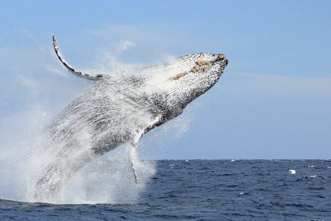 Los Cabos Whale Watching (Transportation and Pictures Included) - Captivating Whale Watching Pictures