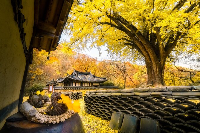 Memorable Autumn Foliage Random Tour (From Busan) - Booking and Preparation Tips