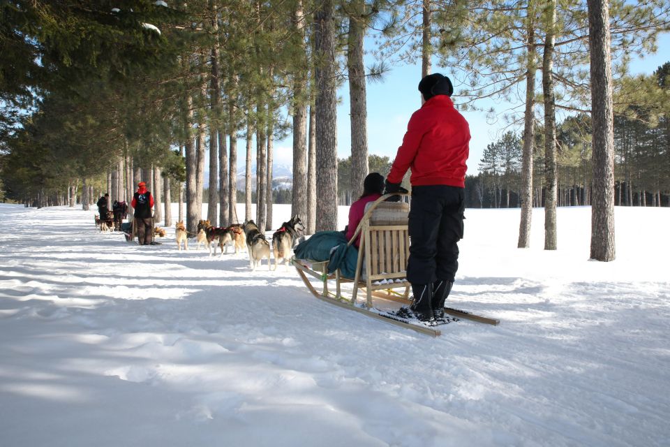 Mont-Tremblant: Dogsledding Experience - Important Information