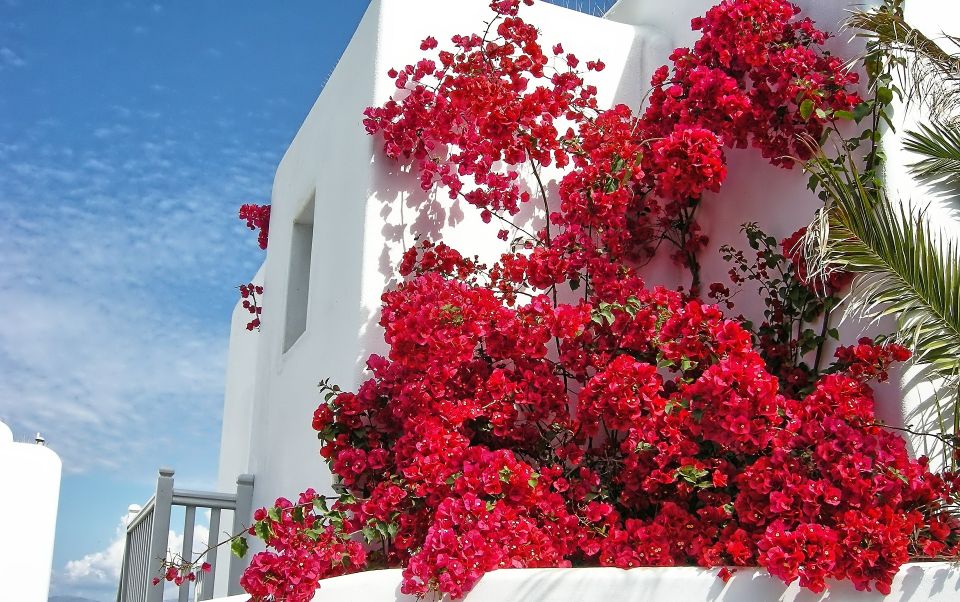 Mykonos: Delos and the City Walking Tour - Tour Pricing and Inclusions